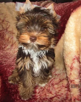 Jorkšírský teriér-