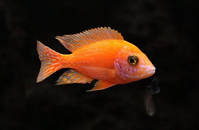 Ryba z jezera Malawi