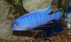 Ryba z jezera Malawi