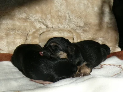 Německý ovčák s PP