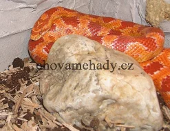 Terárium na míru, užovka červená