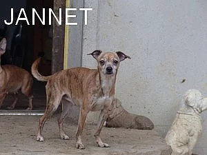 Poločivavky Čokina a Jannet hledají nový domov