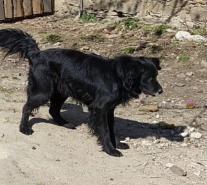 Aktivní kříženec Bak do dobrých rukou