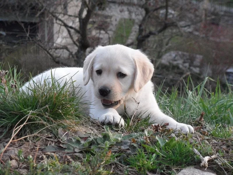 Labrador - žlutá štěňátka s PP