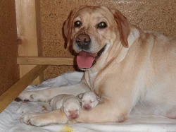 Labrador - žlutá štěňátka s PP