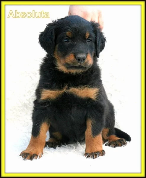 Beauceron - štěně s PP - v ČR nová