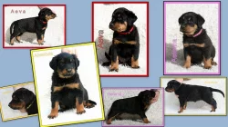 Beauceron - štěně s PP - v ČR nová