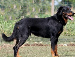 Beauceron - štěně s PP - v ČR nová