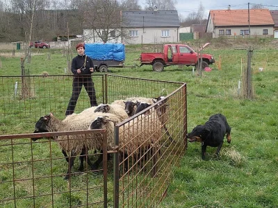 Beauceron - štěně s PP - v ČR nová