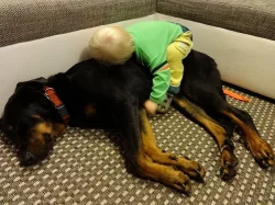 Beauceron - štěně s PP