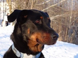 Beauceron - štěně s PP