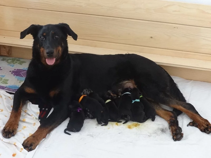 Beauceron - štěně s PP
