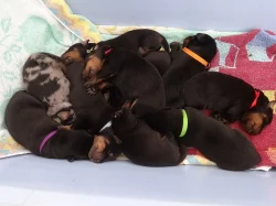 Beauceron - štěně s PP