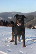 Beauceron - štěně s PP