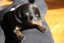 Beauceron - štěně s PP