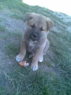 Akita-Inu poslední fenka