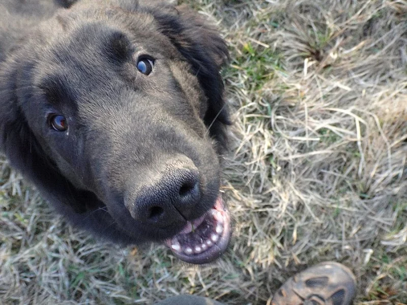Flat Coated Retriever