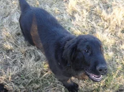 Flat Coated Retriever