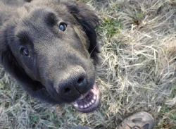 Flat Coated Retriever