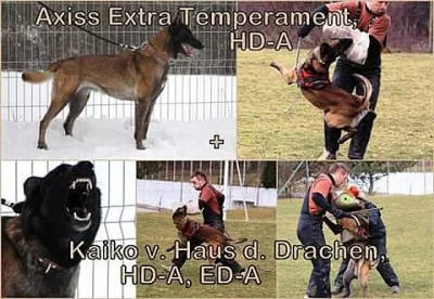 Belgický ovčák malinois