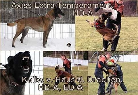 Belgický ovčák malinois