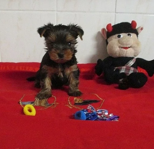 yorkshire terrier s PP