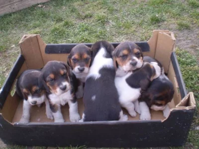 Beagle (bígl) tricolor