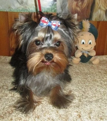 yorkshire terrier s PP