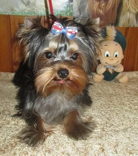 yorkshire terrier s PP