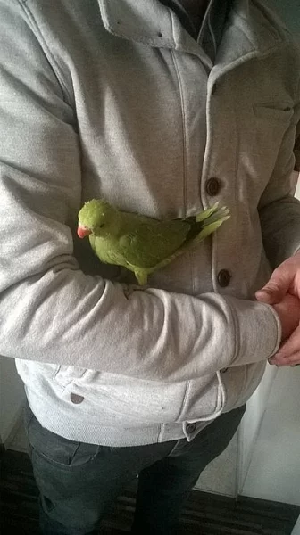 dokrmene alexandry male
