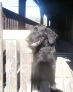 Flat coated retriever s PP černá fena