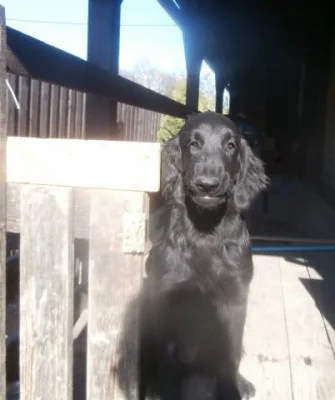 Flat coated retriever s PP černá fena