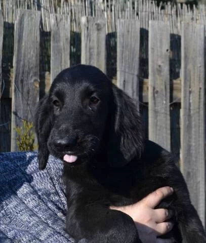 Flat coated retriever s PP černá fena