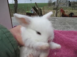 Poslední králíčci