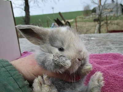 Poslední králíčci