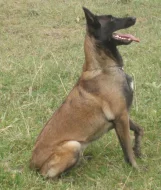 Belgický ovčák- Malinois