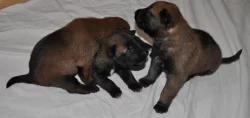 Belgický ovčák- Malinois