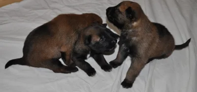 Belgický ovčák- Malinois