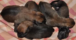 Belgický ovčák- Malinois