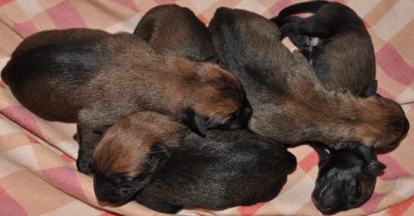 Belgický ovčák- Malinois
