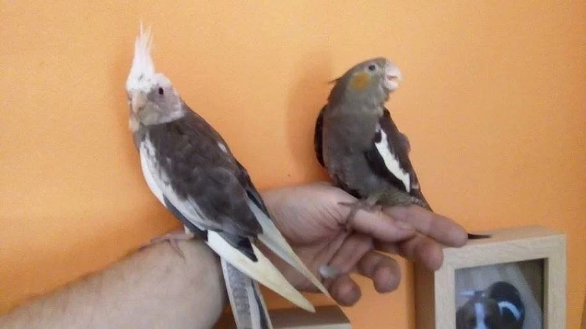 Ručně dokrmené korely