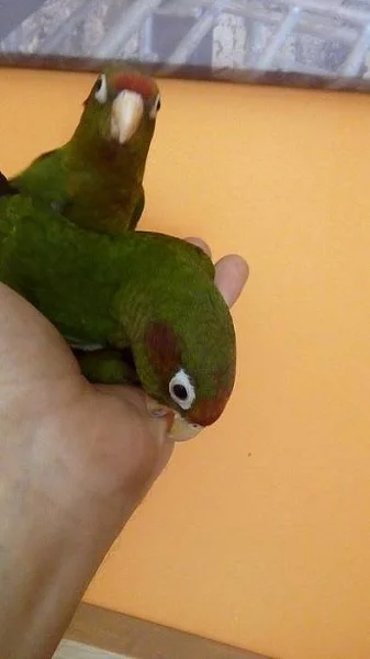 Pyrura rudohlavý,Pyrrhura rhodocephala