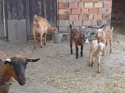 Prodám kůzlata