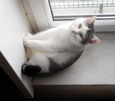 Kočička Míša