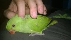 Alexandry male ručně dokrmene