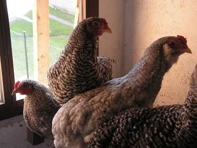 Kohouti - kříženci Araukany