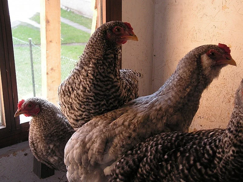 Kohouti - kříženci Araukany