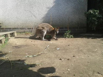 prodej klokan Bennetův samec