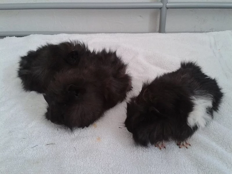 Daruji morčátka