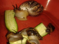Achatina reticulata - africký šnek